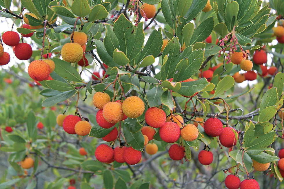 Arbousier arbuste sauvage de provence