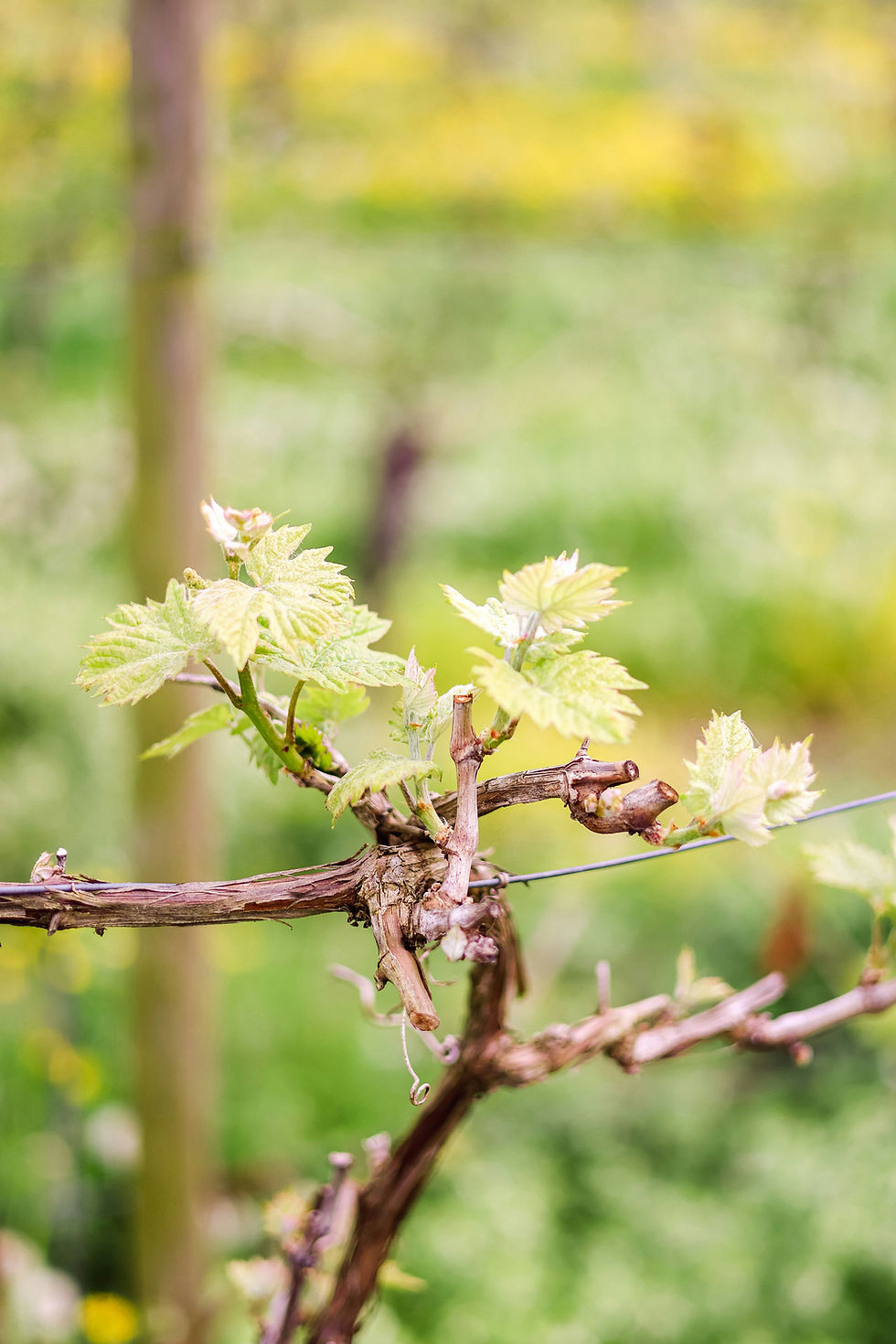vigne les premières feuilles