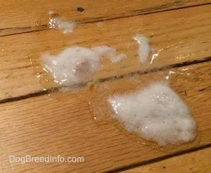 my dog keeps vomiting bile