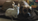 What You Need to Know About: Cats & Dogs