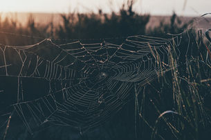 Spiderweb glistens with dew in a grassy field at sunrise. Warm light creates a serene, tranquil mood against a blurred background.