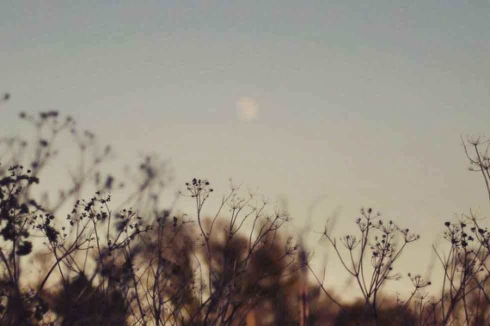 Silhouettes of dried plants against a twilight sky with a faint moon. Calm and serene atmosphere with muted colors.