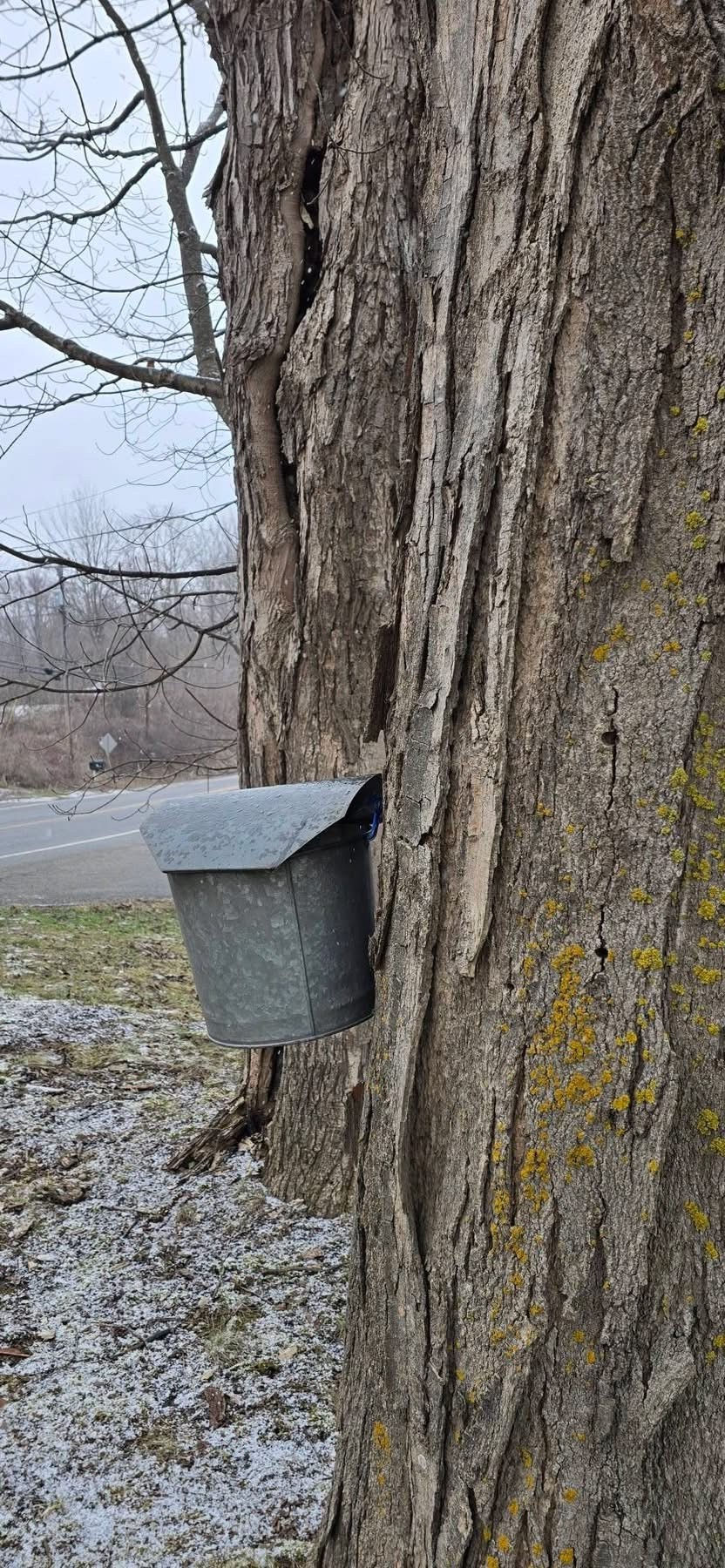 Maple tree tapped for syrup