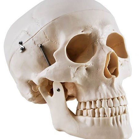 Анатомия человека