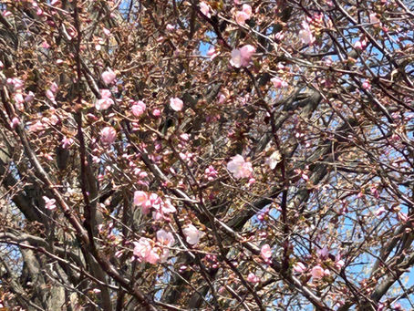 【厚別南・上野幌】桜咲く春の散歩道と、水道管の「サビ」の意外な関係。プロが教える配管の寿命とは?