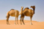 Two Camels in the Liwa Desert
