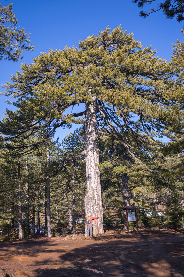 500 year old pine tree on the Artemis Trail, Troodos - Cyprus