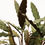 Miniatura: Calathea Wavestar