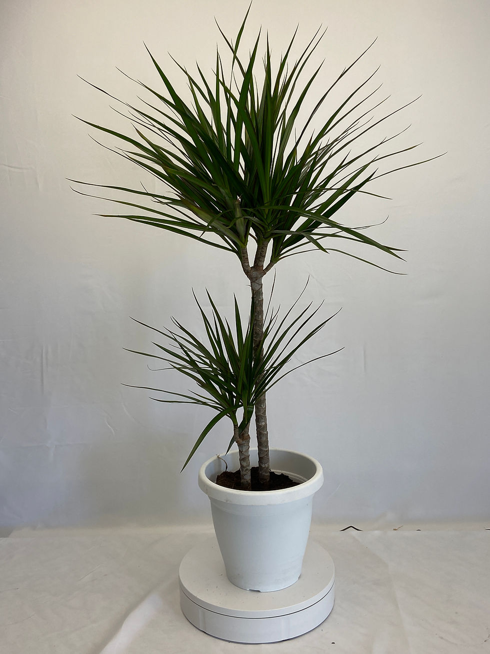 Dracaena Marginata ( taglia L )