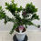 Miniatura: Polygala