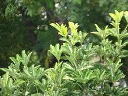 DSC02514