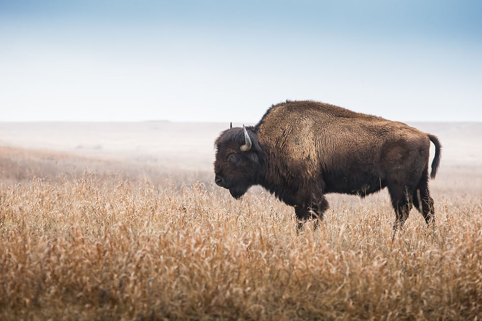 American Bison, buffalo, profile standing in tall grass prairie with light fog in backgrou