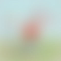 Mini-Review: Anxiety and Flexible Thinking: Why Johnny Doesn’t Flap