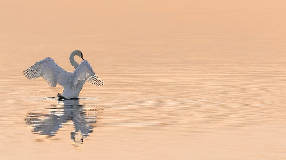 michael_fotofreund-swan-8242931_1920.jpg