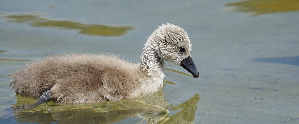 pixel-mixer-mute-swan-1442226_1920_edited.jpg