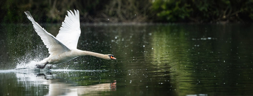 mrganso-swan-10300081_1920_edited_edited.jpg
