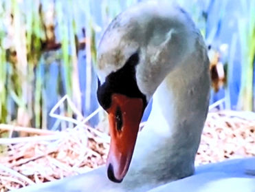 Mikä ihmeen Joutsentamo?