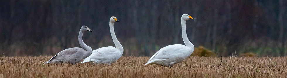 erik_karits-whooper-swans-5807342_1920.jpg