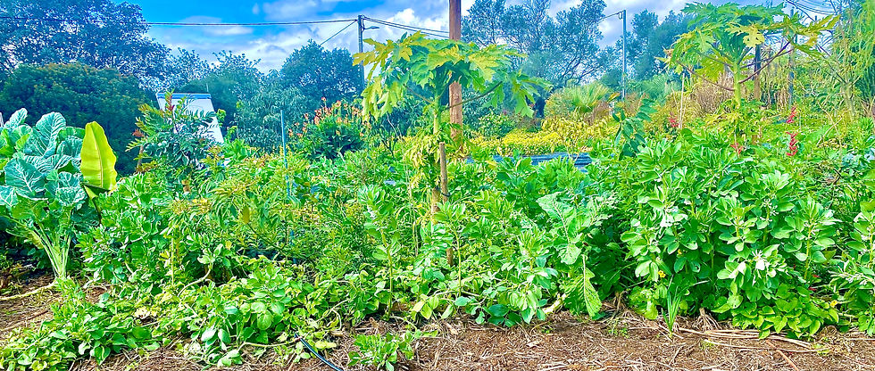 Photo of a Biggest Mini Food Forest at Orchard of Flavours - Tavira, Portugal