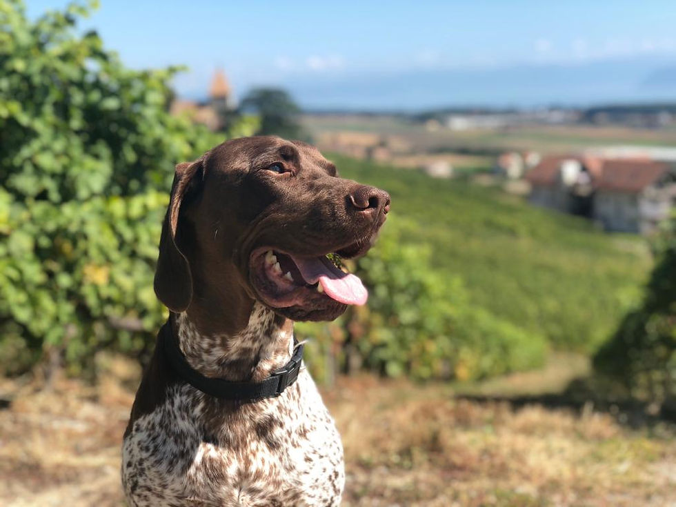 Photo of my dog enjoying a sunny walk in the Mediterranean