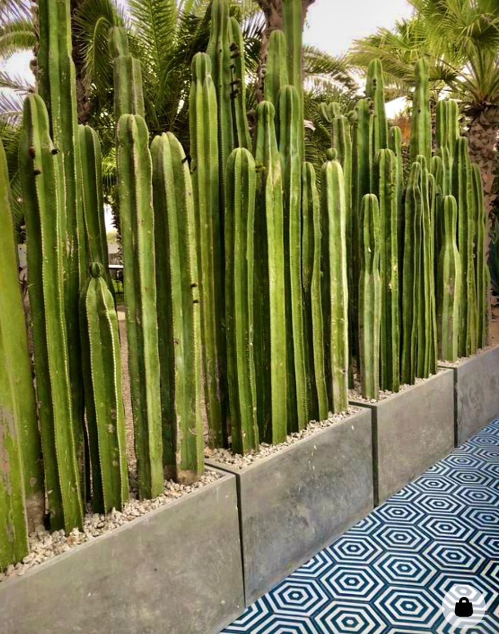 Photo of Cactus Wall Garden Feature