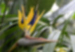 photo of Strelitzia Augusta (Birds of Paradise)