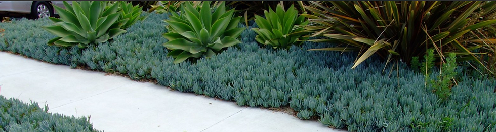 Blue Chalk Sticks succulent plant