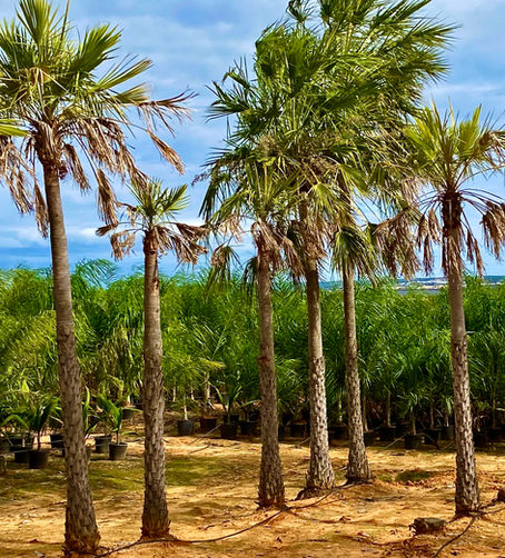 photo of Washingtonia Robusta PALM trees in the photo of Washingtonia Robusta PALM trees in the Mediterranean