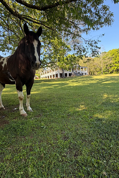 IMG_0626.jpeg