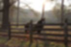 IMG_5632.jpeg