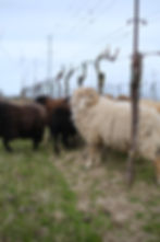 Moutons dans les vignes chez Johannes Zillinger