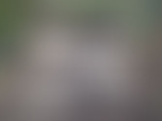 🌲  CLOSURE OF WHAKAREWAREWA FOREST⛔