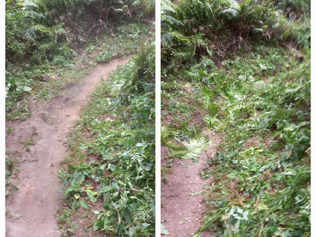 ๐๐ต WHAKA WEEKLY ๐ต๐