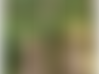 🌟🚵♂️ WHAKA WEEKLY 🚵♂️🌟 THE FINAL EDITION OF 2025!