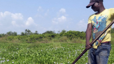 Comment le Bénin a transformé un fléau en ressource