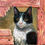 Thumbnail: Hungry Cat