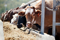 3. Feedlot Emissions in detail.jpg
