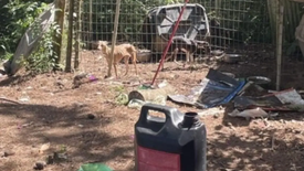 Funcionário de um pet shop em Curitiba, ele mantinha cinco cães em condições graves de subnutrição em uma chácara localizada no município, sem acesso a água e alimentação, doentes e extremamente magros