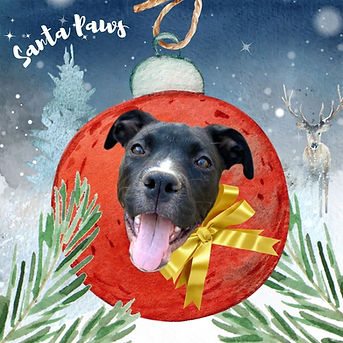 Santa Paws (6).jpg