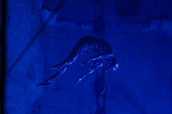 20250816-233001-Credits-_YourWolfAgency