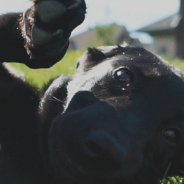 Screen Shot 2020-06-23 at 4.18.52 PM.png