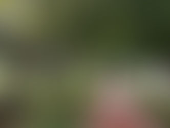 Homem é baleado e morre no Parque Ambiental nesta tarde