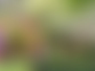 Expo&Flor tem jardim sensorial e arrecadação para entidades