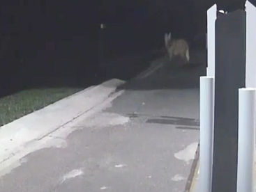 VÍDEO: câmeras flagram lobo-guará na entrada do Parque Estadual de Vila Velha, em Ponta Grossa