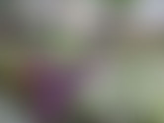 14ª Expo&Flor será realizada em setembro no Parque Ambiental