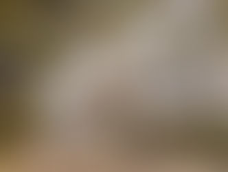 2ª Conferência de Proteção e Defesa dos Animais acontece neste sábado