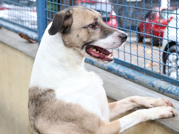 Lei pode viabilizar criação de programa de apoio aos protetores independentes de animais em PG