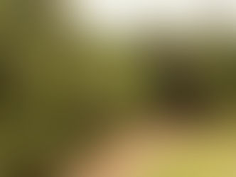 Paraná decreta emergência fitossanitária para combater doença dos citros