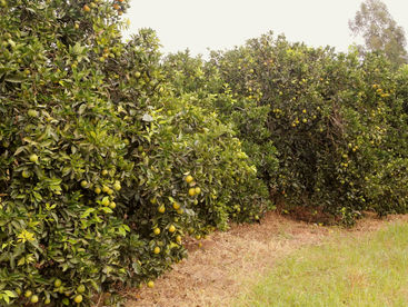 Paraná decreta emergência fitossanitária para combater doença dos citros