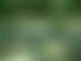 Parque Margherita Masini recebe melhorias e vai abrigar novo gabinete verde